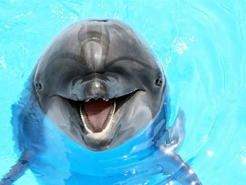 Смешной дельфин
